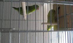 I am rehoming a pair of parottlets. They are $150.00 for the pair.
There is a green male with a yellow hen. these birds are between 3-4 years old. They have been raised on seed, pellets,fruits and veggies.They are healthy and in good feather.
These birds