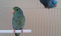 Young, bonded pair. Blue male x Turquoise female
Will Ship
