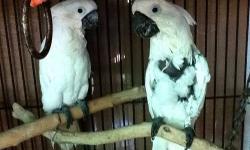 Selling 1 pair of my Parrotlets. Male American White, female Blue split white..2 1/2 yrs old. They produce American white and blue/white. Great feather and ready to breed.. $200.00 602-412-7330