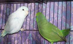 I HAVE A WHITE ALBINO BABY PARROTLET I'M
HANDFEEDING. HE IS VERY RARE, AND THE ALBINO PARROTLETS ARE SAID TO BE THE SWEETEST OF
ALL PARROTLETS. I WILL HAVE HIM DNA'D WHEN
WEANED, BUT FROM THE SIZE AND LOOK OF HIM
HE'S PROBABLY MALE. I HAVE SOME