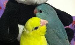 Just weaned are one blue and one yellow female parrotlets.
AJ's Feathered Friends Pet Shop
19 N State st
Elgin, IL 60123
Like us on Facebook!
www.ajsfeatheredfriends.com