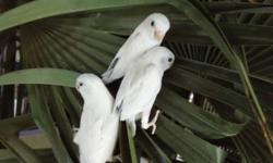 American White Parrotlet babies.
Adult breeding pairs also available. Ask me about pricing.