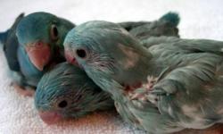 I have great blue and green Male parrotlet available. He's name is Blue, is a very smart bird. He likes woman more than Man. He is Macho! You can have him as a great pet or they will produce excellent offspring The price is $125 for Blue (negotiable) Also