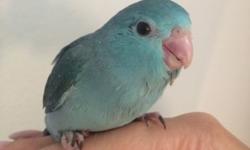 Parrotlets 5 weeks old very friendly and beautiful.
They make wonderful pets there the world's smallest parents call me for more info 407-404-4950
This ad was posted with the eBay Classifieds mobile app.