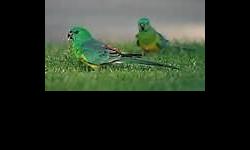 i well trade parrotlets for breeding pairs of lovebirds
i have blue and green