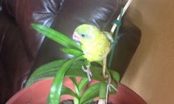 Babies Parrotlet yellow, and one green split to Lutino and Blue, please call at