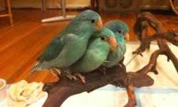 3 months old blue Parrotlet handfeed and tame,
1 Male $100
2 female $80 each
Some adult 1.5 year old breeder $150 a pair,
This ad was posted with the eBay Classifieds mobile app.