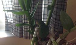 Parrotlet baby female green split to Lutino & blue, please call at