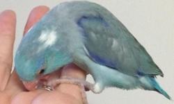 Pretty handfed blue pied male and blue female available soon. Please see Cuddlebirdies.com for more information.