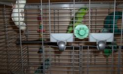 A pair of Pacific Parrotlets, male was born June 2013 and female born April 2013. I have 2 large flight cages with a stand as well as loads of toys, playpen, bathes, food etc. They are currently housed together and are getting close to breeding age.