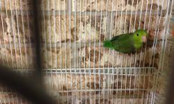 Parrotlets -- none at this time
Parakeets for $40 a pr. (Breeder prs)
Check with me it always changes.
Thanks for looking.
