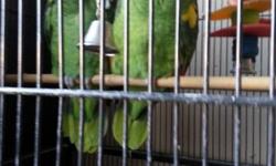 Parrotlets , worlds smallest parrots also called pocket parrots.. $125. ea. Also have bird cages for small and large birds up to parrot size cages. Email us...