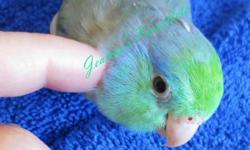Tame & very beautiful parrotlet babies that were hand fed. They are closed banded.Hatch certificate,small bag of parrotlet mix, & care info included. Very sweet babies looking for loving pet homes:) All photos have been taken March & April 2014.
Breeding