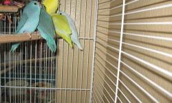 Beautiful Parrotlets with very rare genetics. American white Pied split to Lutino, yellow. Male $200 American yellow Pied split to Lutino, Blue... Male $200 Two female blue split Albino $150 each. Unrelated to males.... If you pair, they will produce a