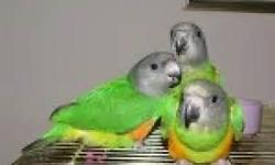 Various parrots available for sale and/or adoption to the right homes. Can old until Christmas. We will work with you to help you find the right bird for your home. We are a place where our birds are interacted with all day long. Boarding and grooming