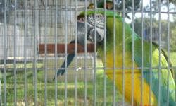 Special of the week:
Blue and Gold breeding pair perfect feather, 12 year old, 1200 with cage and nest box;
Blue and Gold breeding pair on 3 eggs, 10 year old, 1600;
Military female and Blue and Gold male breeding pair, 10 year old (I have a miligold to