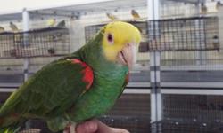 COME VISIT US AT OUR NEW LOCATION 9531 JAMACHA BLVD SPRING VALLEY CA 91977 WE CARRY ALL KINDS OF FEED FOR MANY DIFFERENT TYPES OF BIRDS PARROTS, CONURES, LOVE BIRDS, PARAKEETS, FINCHES AND MORE WE ALSO HAVE THE BEST PRICES IN TOWN FOR MORE INFO PLEASE
