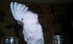 I have a umbrella cockatoo 12 years old name angel tame loves to be held and cuddled mumbles in sentences comes with new cage asking $1,400 Also have a 10 year old Senegal parrot name patches who also is a very good talker with large cage.Asking $900