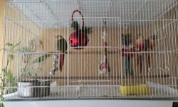 For sale or trade: conures with cages and all accessories for babies Congo African Greys or let me know what you have available (Xbox 1, Ipad Air, etc,...)
One pair of Turquoise Green Cheek Conures (semi tame) proven breeders with baby available, cage,