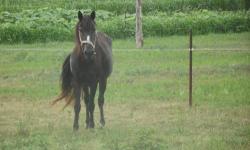29 year old reg Paso Fino mare to re-home, reg name Dona De Vez, very healthy girl, acts like a teenager, loves to ground work,due to downward events in my life I need to find a great home for her, she is a great paddoc mate, gets along well with others.