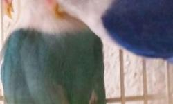 My health demands that I cut back on my birds. What I have available is:
8 beautiful pastel Fischer lovebirds. One pair is proven by me and are excellent parents, the rest are just now old enough to breed. Colors range from pastel green to violet. If you