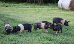 I have 12 pastured Hampshire, 6 Barrows and 6 Gilts , teeth clipped and castrated. Born March 7th North of stillwater.