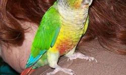 Female Patagonian Conure for sale. The male flew away from its cage on 9/22 while I was feeding them and was not able to recover him. She is really missing her mate and I want to find her a good home with a male. She is a BREEDER & NOT TAME! Please