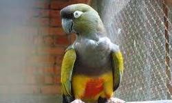 Tame 3 year old Patagonian Conure parrot that loves to be with people and enjoys riding on your shoulder. I don't know if it is male or female. Patagonian conures are loud birds. He is too loud for an apartment. He says "hello" and "who is it?".