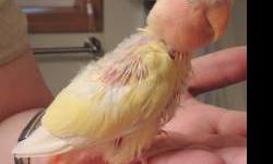 Peaches is a 13 year old (sex uncertain) peach-faced lovebird. He/she is currently in foster care and is doing very well. He/she is a very sweet and playful bird.
Peaches adoption fee includes: cage, toys accessories and updated vet record. If you are