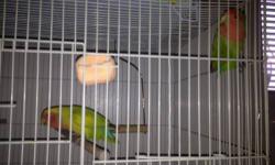 Breeding pair of Peach faced lovebirds for sale. $200 neg. call 9174430582. Jamaica Queens.
This ad was posted with the eBay Classifieds mobile app.