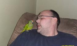 For sale is a Peach front Conure, she talks, she says,
what ya doing?,
watching movie?
movie good?
come here
peaches.
peek a boo., and sings her little song, which last for about 2 mins,
she does need worked with, once you get her out of her cage she will