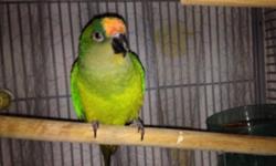 2 males adults peach front conure for sale $350 each or trade for a male or female
no texts or emails calls only thanks
(209)969-7652