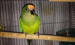 2 adult males peach front conures for sale $ 350 each or trade 1 male for a female, no text or emails call only (209) 969-7652 thank you for reading my ad
BIRDS,PARROT,BIRD,PARROTS