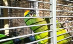 I have one golden crowned conure (also known as a peach fronted conure) for sale, she is from my first clutch three years ago, I kept her to breed if I ever found an unrelated male peach front to breed her to, but have been unable to find an unrelated
