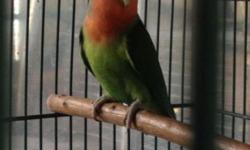 I have a Green Peachface love bird available.
Selling for 40.00. Was hand fed and is semi-tame.
If you handle them daily they will get really tame again.
If interested email or call/text 305-803-5008.