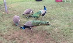 beautiful PEACOCKS male and female-- gentle--will eat out of your hand--males--females in Myakka city area call 941 928 0070