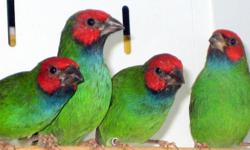 2013 peales parrot finches also called Fiji parrot finch for sale $325 a pair, will ship united airlines with kennel $120.
www.richsfinches.com
Contact Rich at 760-994-5033