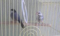 I have 2 female Penguin finch. Both of them are health $25 each
This ad was posted with the eBay Classifieds mobile app.