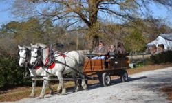 Team of Dappled Gray Mares; 13 & 14 years old; drive; work in all farm equipment; traffic safe; Amish broke. Biothane harness and adjustable collars. Call (910) 654-3158 or (910) 625-6889.