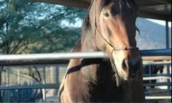 Percheron - Inca - Medium - Adult - Female - Horse
Inca is a beautiful Percheron/Thoroughbred Premarin mare. She will walk nicely on a lead, and knows some groundwork. She still needs work, but is willing to try. She is curious and very sweet. December 6,