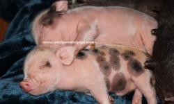 *Miniature Juliana Piglets Available*
All piglets are raised in Our Home & Sold Fixed, or Spayed, Micro chipped, Vaccinated, Eye teeth Cut, A pig manual, a health Certificate from the Vet, and a Bag Of Mazuri piglet feed.
We Welcome Farm Visits & Deliver