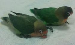I have 2 love birds for sale , male n female
They are 2 month old