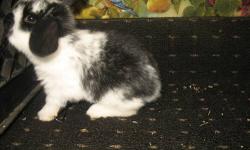 Pet bunnies for sale in Mn. I mainly breed Holland lops, Mini Lop, English Lops and Lionhead. I breed bunnies because I find it therapeutic. I love to go to the barn and be with my buns. I will be out for hours, time flys when I am with them. They can