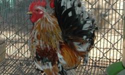 We have a few Seramas for sale. Hatched here this last summer. They are roosters and nice and tame. Not fiesty. One hen may be available.
Asking $20. each for the boys. $35. for a hen. But must sell some roosters before I will part with a hen:)
Also,