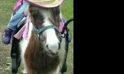 Looking for a Petting Zoo or Pony Party we got you covered. We are running a SPECIAL FOR JULY $200.00 gets you Zoo, a Pony n Horse for rides plus paint the horse and arm tattoos for 2 hours and the first 20 miles is free for travel. There is a mileage