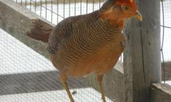 Silver Pheasants for sale, 2011 male and female $55 PR-Red Golden males(2) $25 EA, Hybrids males (4)(cross between Lady Amherst and Red Golden) $25 EA. Call 920-238-1678