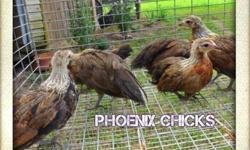 Posting for a friend she has phoenix chicks for sale. asking $5 each. call 352-726-0050
