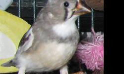 beautiful juvenile female zebra finch
She is pied and ready for a new home.
local pick-up and cash sale only-no shipping