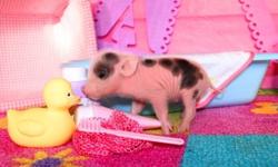 We have something to OINK, OINK about....
Our tiny piggies have arrived, visit our piggy nursery at www.oinkoinkminipigs.com and reserve your mini micro piglet today.
We are an experienced USDA and FWC licensed breeder, specializing in rare blue-eyed