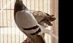 Pigeon - Marble - Medium - Adult - Bird
Primary Color: White
Secondary Color: Brown
Age: 0yrs 0mths 0wks
Adoption Fees: $20
ADOPTION INFORMATION: All animals adopted from The SPCA of Monterey County are spayed or neutered prior to adoption and have